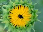 Common sunflower, summer garden, New Mexico Art Print
